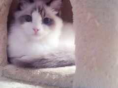 -Bastet sally猫舍购宠(静安店)