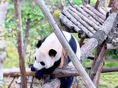 -成都大熊猫繁育研究基地