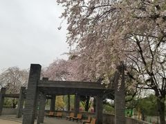 -井之头恩赐公园