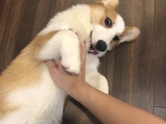 -柯斗斗主题餐厅·狗咖·围炉煮茶·茶饮(国瑞升平里店)