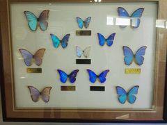 -上海昆虫博物馆