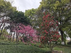 -日出青木