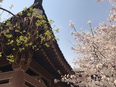 -西安青龙寺遗址景区