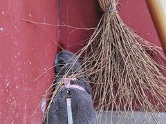 -皇罗禅寺
