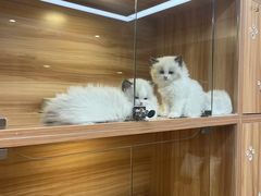 -猫十亿·布偶金渐层·曼基康矮脚猫舍(青年路店)
