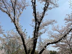 -苏州上方山国家森林公园