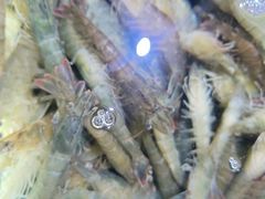 -聚盛源蒸汽海鲜火锅烤肉自助(巨川金海岸购物广场店)