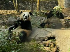-都江堰中华大熊猫苑