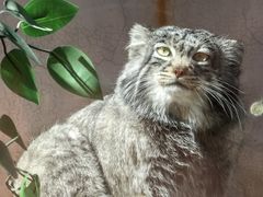 -青藏高原野生动物园