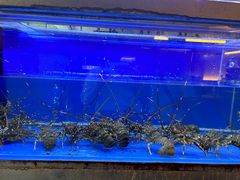 -白仁仔· 活烤海鲜 宵夜(豫园店)