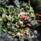 爸爸菜之有颜色的凉拌血皮菜
