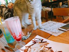-李小姐の猫咖啡馆(五角场店)