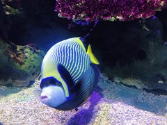 -暹罗海洋世界