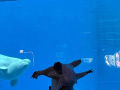 -海合安成都极地海洋公园