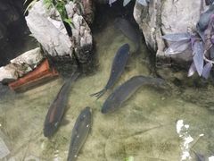 -双廊杨记石锅鱼石锅牛肉