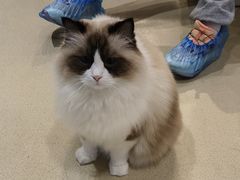 -藏猫猫咖啡主题馆(中央大道店)