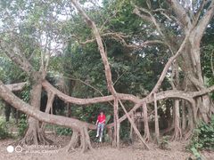 -中国科学院西双版纳热带植物园