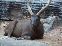 -清迈夜间动物园