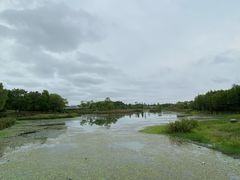 -贡湖湾湿地公园