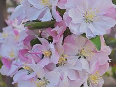 -海棠花溪(元大都城垣遗址公园)