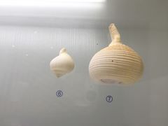 -青岛贝壳博物馆