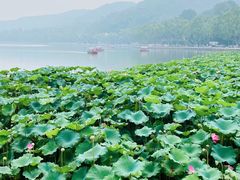 -西湖外事游船(花港观鱼码头)