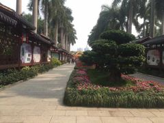 -金花茶公园