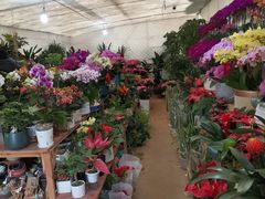 -金陵花卉交易市场