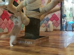 -袖虎·猫馆(体育西路店)