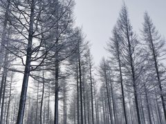 -塞罕坝国家级自然保护区