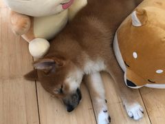 -喜柴咖啡·柴犬狗咖