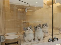-柚子猫舍·精品猫舍购猫·猫咪认养·购宠·宠物店