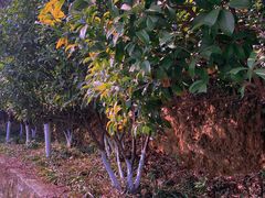 -杭州半山国家森林公园