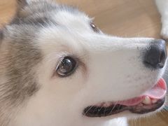 -Husky Go! 哈士奇体验馆·宠物咖啡厅狗咖