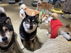 -逗柴咖啡屋·狗咖猫咖宠物桌游
