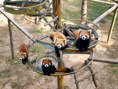 -西霞口神雕山野生动物世界