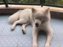 -酷狗靓猫宠物·洗护·美容·寄养(航北路店)