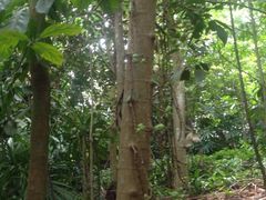 -武吉知马自然保护区