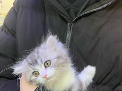 -小猫来了·猫舍(红山六九七九店)