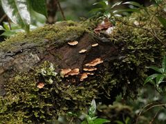 -云南屏边大围山国家公园