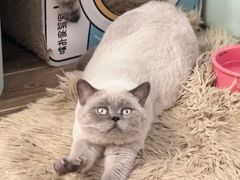 -猫大福·Fortune Cat猫舍(百子湾店)
