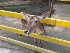 -合肥滨湖国家森林公园