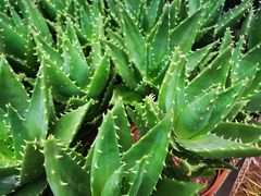 -秦美花卉(天朗·莱茵小城2期店)