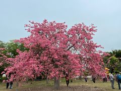 -百万葵园