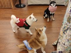 -豆柴町-柴犬主题狗咖(红鼎国际C座店)