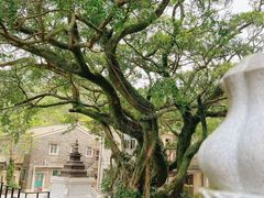 -宝莲禅寺