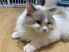 -1013 PET SHOP精品宠物商店(丁香店)