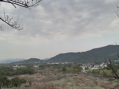 -香雪海