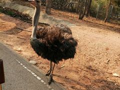 -清迈夜间动物园