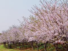 -上海海湾国家森林公园